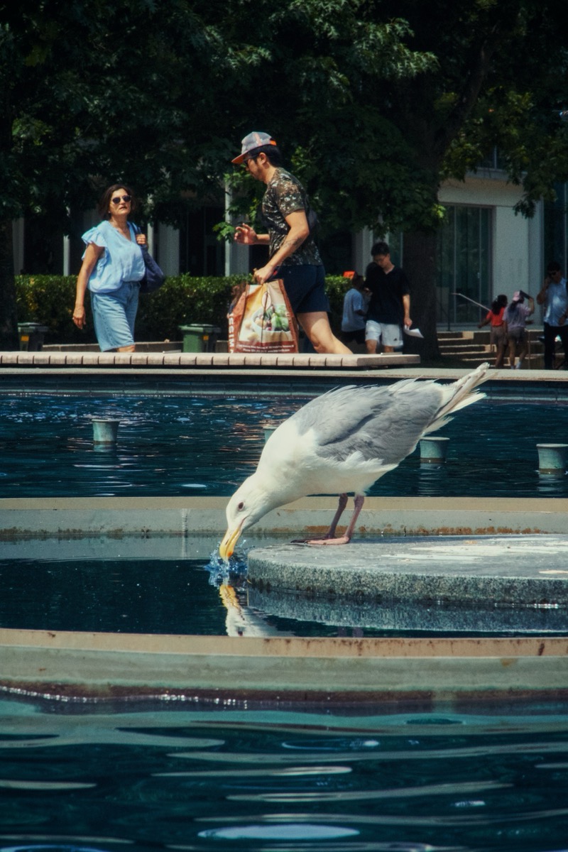 Seagull drinking from a fountain on a sunny day