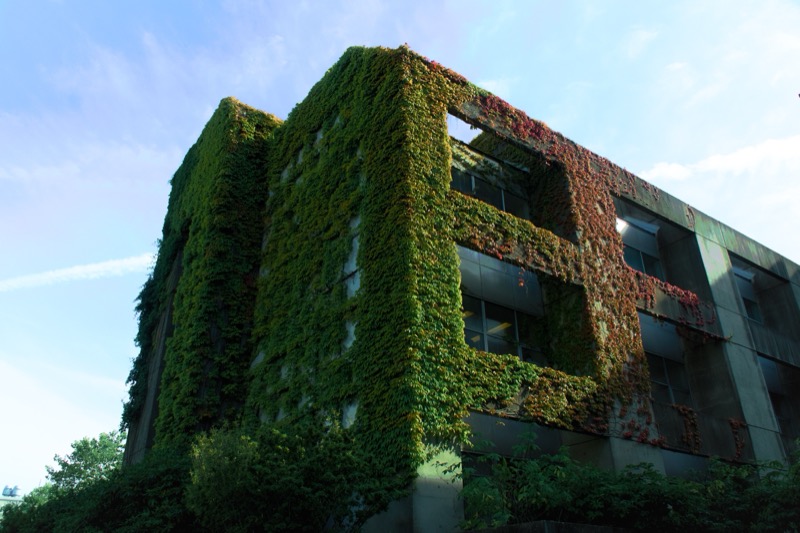 Ivy-covered building against a blue summer sky