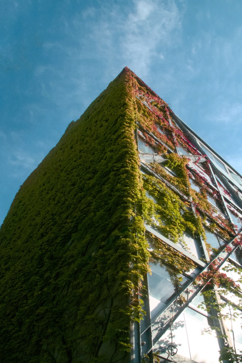 Ivy-covered building corner against a blue sky